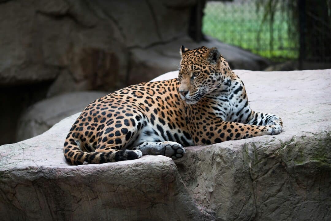 découvrez l'univers fascinant du jaguar, un grand félidé emblématique des forêts tropicales. apprenez-en plus sur son habitat, son comportement, et son rôle crucial dans l'écosystème. plongez dans la vie de cet animal majestueux et menacé.